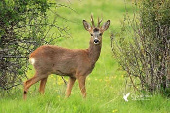 Открывается охота на косулю и оленя пятнистого