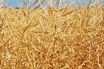 В Могилевской области озимый рапс посеян на 65% от запланированных площадей