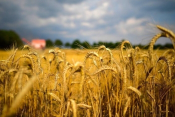 Аграрии республики с учетом рапса собрали более 6,7 млн. тонн зерна