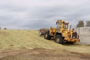 Аграрии района убирают кукурузу на зерно и силос. Как идут работы в ОАО «Мазоловское»