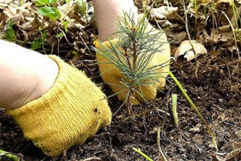 Лесхозы Могилевщины приглашают принять участие в акции «Неделя леса»