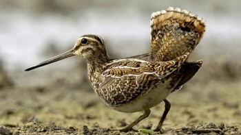 Открытие охоты на бекаса