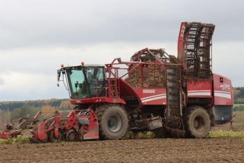 В ОАО «Мстиславский райагропромтехснаб» убирают сахарную свёклу. Узнали, как идёт процесс