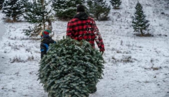 Как законно добыть себе новогоднюю красавицу?