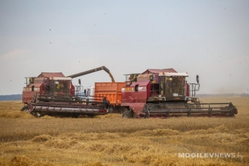 Урожай-2024. В Могилевской области намолочено 668,3 тыс. тонн зерновых и зернобобовых