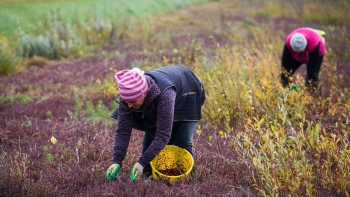 О сроках сбора, заготовки (закупки) дикорастущих ягод брусники и клюквы в 2024 году