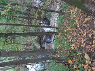 Чистый лес!!!