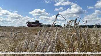 "Ничего не пропадет, как бы не крутила погода". Аграрии Могилевской области на полях убирают полеглицу