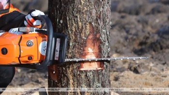 Более 40 участников соберут областные соревнования «Лесоруб-2024» в Горках