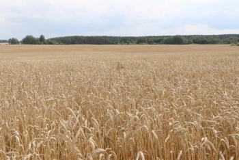 Белорусские аграрии намолотили более миллиона тонн зерна