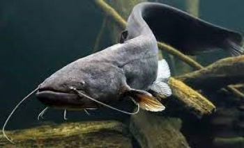 Запрет на лов сома обыкновенного и Сига Чудского