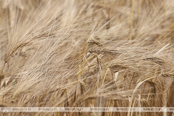Агрометеоролог: постепенное повышение температуры будет способствовать созреванию и просыханию зерна