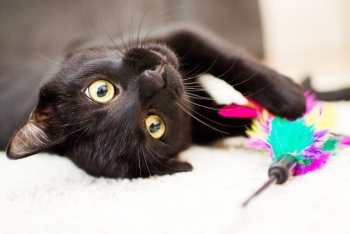 Какую опасность несут домашние животные