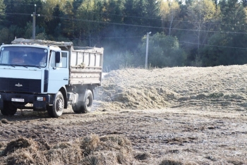 Узнали, как в районе идёт уборка кукурузы