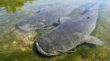 С 31 мая в Беларуси вводится запрет на лов сома обыкновенного