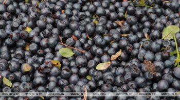 Кооператоры Могилевской области заготовили черники вдвое больше прошлогоднего объема