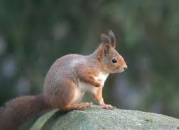 Открывается сезон охоты на пушного зверя.