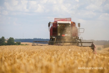 Урожай-2024. В Могилевской области намолочено 700,8 тыс тонн зерновых и зернобобовых