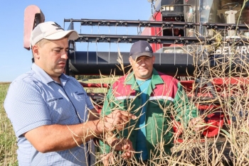 Чёрное золото мстиславских полей. Как в ОАО «Мазоловское» идёт уборочная страда